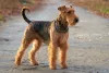 O Airedale Terrier é a maior raça de cachorro do grupo