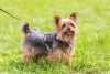 O Yorkshire Terrier é uma das raças de cachorro mais populares no Brasil
