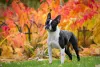 O Boston Terrier é um cachorro de porte pequeno e bem tranquilo