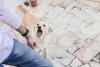 Cachorro rosnando: a falta de liderança do tutor pode resultar no comportamento