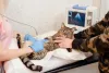 A pancreatite felina é diagnosticada por meio de exames de imagem