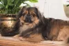 Foto do cachorro Pequinês: pelagem longa é uma das marcas da raça