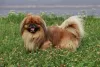Cachorro Pequinês: valor da raça costuma variar de acordo com ancestrais do filhote