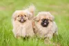 Fotos de Pequinês: cãozinho é fotogênico e fofo