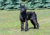 O Schnauzer é outra raça que, muitas vezes, tem o rabo cortado