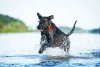 Aqui temos um Schnauzer podendo expressar toda a sua alegria com a cauda