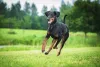 Naturalmente, o Doberman tem o rabo longo e as orelhas caídas