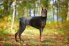 O Doberman costuma ter orelhas e rabo cortados