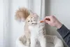 Escovar os dentes do gato: comece a acostumar o felino quando ele ainda é filhote