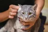Limpar a orelha do gato não precisa ser um momento traumático para ele e você