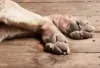 Patas de cachorro
