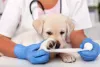 Veterinária enfaixando a pata de cachorro filhote