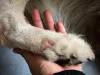 Pessoa segurando a pata de cachorro
