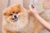 Pessoa cortando as unhas de cachorro