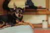 O Pinscher 1 é muito pequeno e costuma pesar cerca de 3 quilos