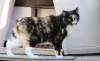Manx cat é uma das suas principais características