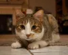 O gato Manês tem o formato do rosto, olhos e corpo mais arredondado do que outros bichanos