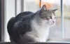 O gato Manx é super tranquilo e ama carinho