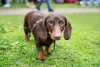 Dachshund caminhando no parque