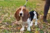 Basset Hound andando ao ar livre
