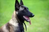 Capa preta é uma das características de Pastor Malinois