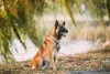 Pastor Belga: capa preta é tí­pica das versões Tervueren e Malinois