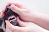 Quantos dentes tem um cachorro? Um adulto possui 42 dentes, entre incisivos, caninos, pré-molares e molares