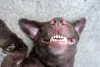 Quer ver seu cachorro mostrando os dentes saudáveis? Escovação e cuidados com a alimentação garantem isso