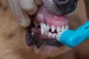 Escovar os dentes do cachorro evita problemas sérios e que causam incômodos ao animal
