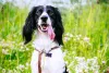 A placa de identificação para cães pode ser colocada em coleiras tradicionais ou no peitoral