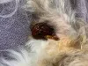 Na melena, cachorro apresenta fezes escuras, pegajosas e com odor fétido