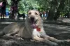 Vira-lata branco peludo deitado no parque