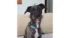 Vira-lata preto e branco peludo