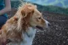 Vira-lata caramelo peludo