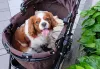 Prático, o carrinho de passeio para cachorro é ótimo para transportar o seu amigo