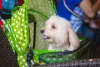 Carrinho para cachorro: cães idosos e/ou com dificuldades locomotoras se beneficiam bastante do acessório
