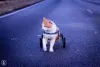 Gato com deficiência também é cheio de disposição e amor para dar (e receber). Esse é o Maguila!