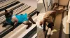 Gato amputado: o Pererê, mesmo sem a patinha traseira, tem disposição de sobra para correr e rolar pelo tapete