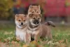 Shiba Inu filhote: essa é a melhor fase para iniciar o adestramento do animal