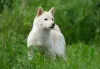 Também é possível encontrar o Shiba Inu branco