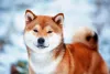 Além do Shiba Inu branco e preto, existem outras cores do cãozinho também, como castanho avermelhado
