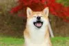 Shiba Inu: é praticamente impossível resister ao charme desse cãozinho!