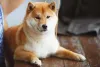 A raça Shibu se adapta muito facilmente a apartamentos e ambientes pequenos