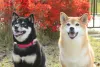 Shiba: cachorro é bastante sociável se for adestrado adequadamente