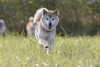 O cachorro Shiba é ativo e adora gastar energia ao ar livre