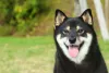 O Shiba é bastante brincalhão, mas também é um cachorro bem silencioso e que não costuma latir muito