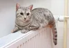 O rabo de gato é uma ferramenta de linguagem corporal dos felinos