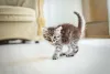 Rabo: gato pode indicar que está assustado com o movimento da sua cauda