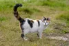 A cauda do gato é extremamente sensível ao toque. Por isso é importante evitar o contato com essa região