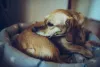 O cachorro com alergia alimentar pode se coçar mais que o normal